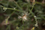 Dwarf horseweed